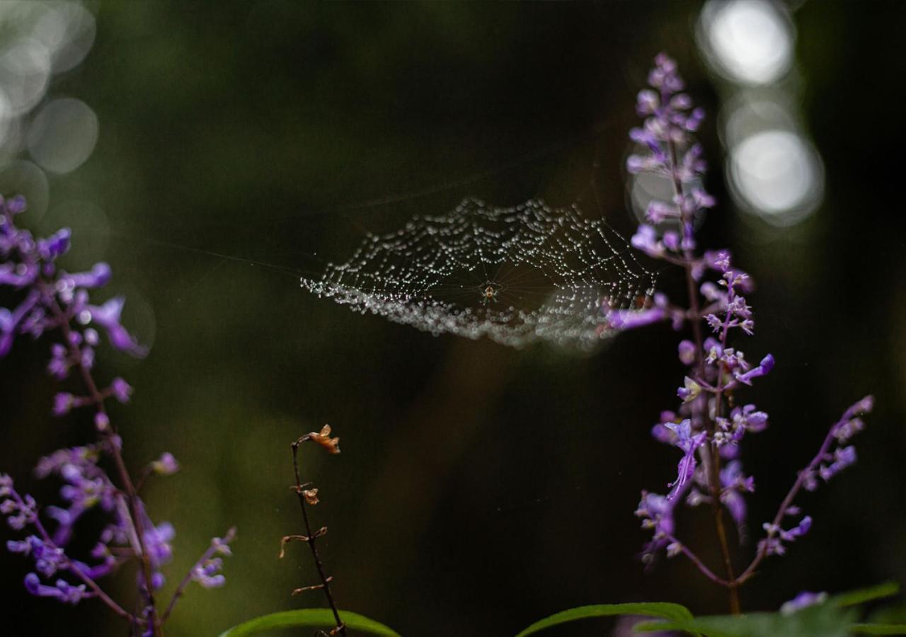 Away With The Fairies Nature Lodge And Backpackers 호그스백 외부 사진